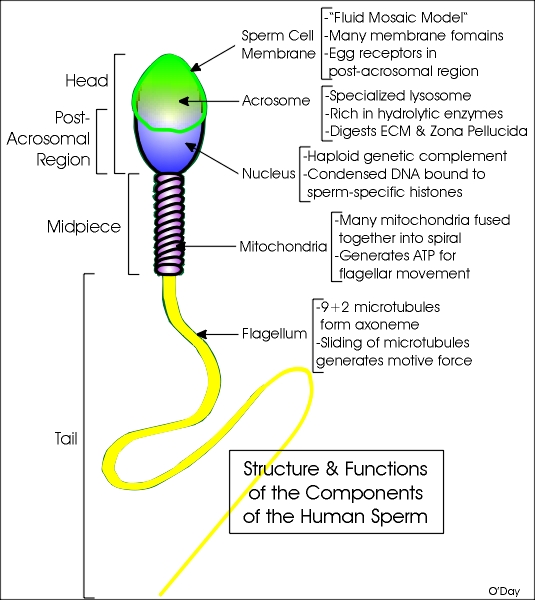 Sperm cell compostition