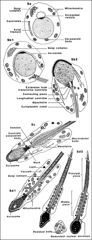 formation of a sperm tail