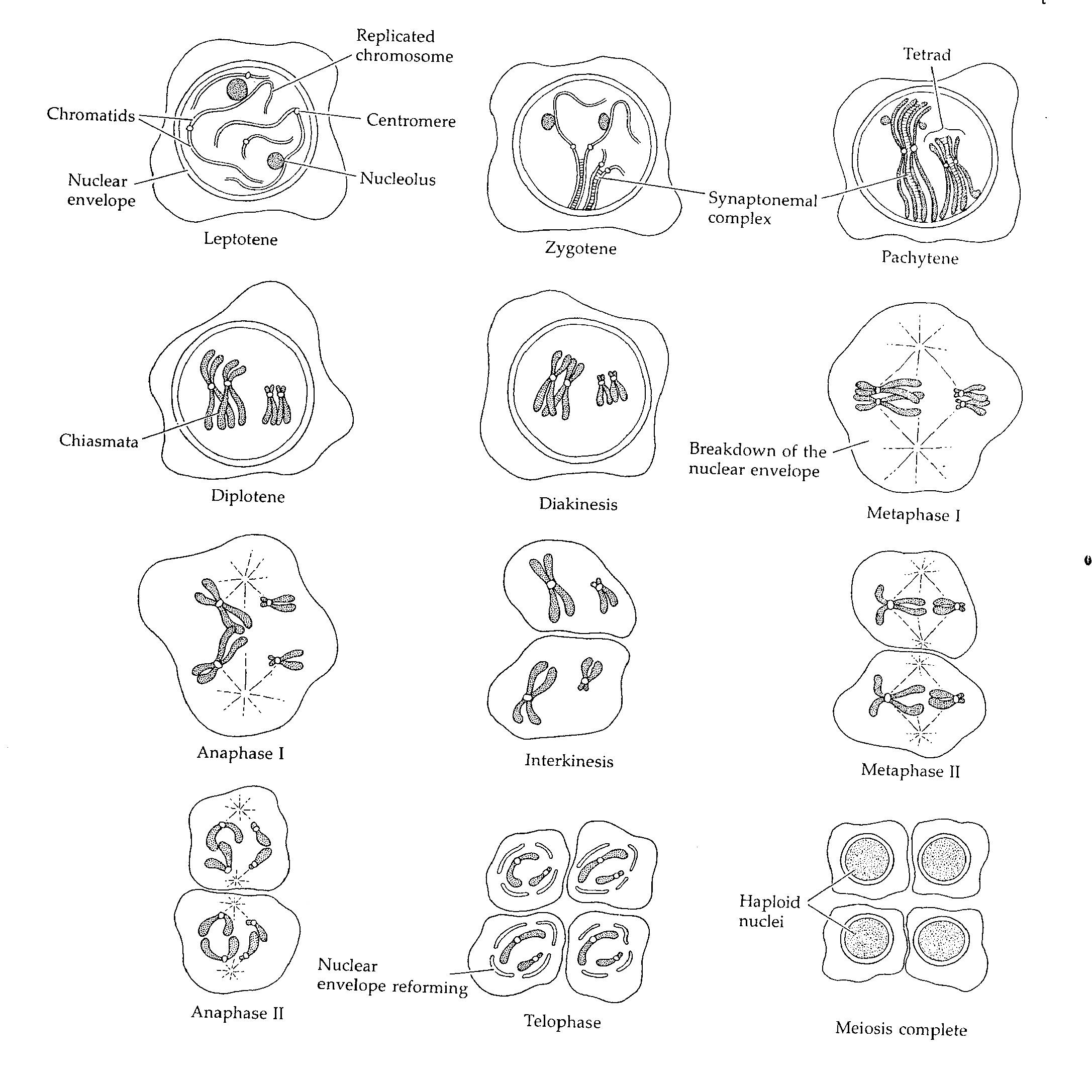 stages of meiosis