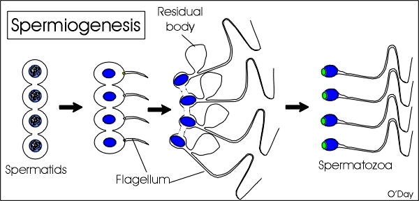 spermiogenesis