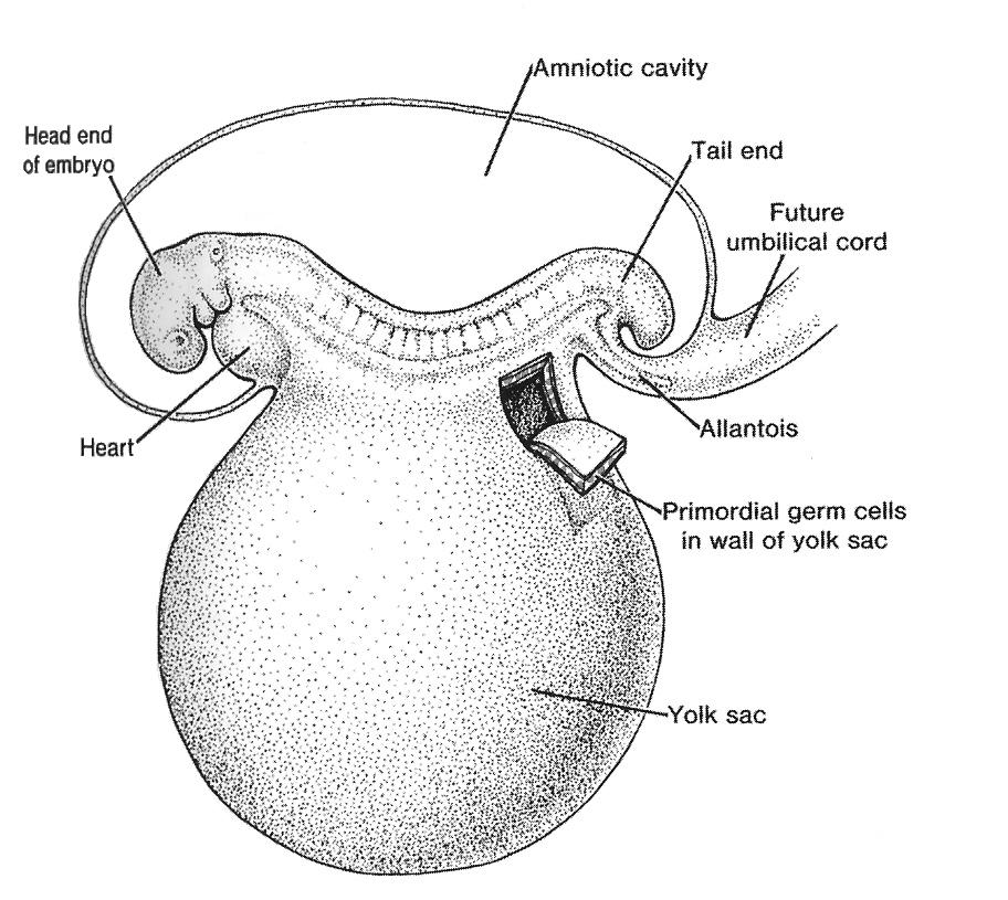 Germ cells sperm